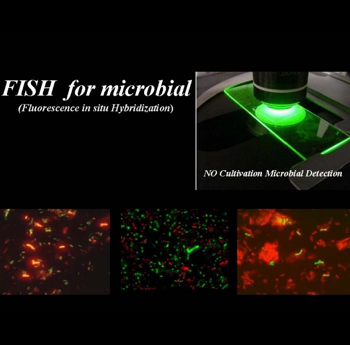 Bacteria FISH kit/Microbial FISH kit/형광현미경